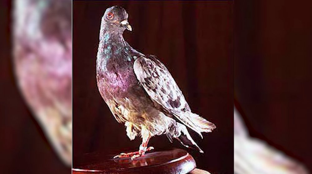 Cher Ami