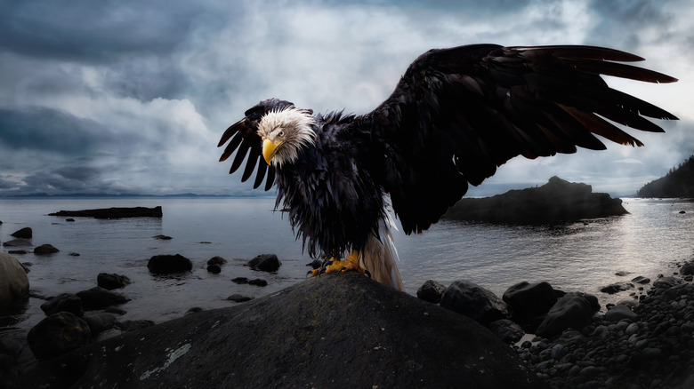 bald eagle spreading its wings on a rock