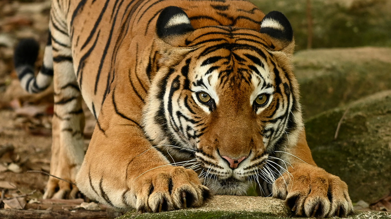 Crouching tiger