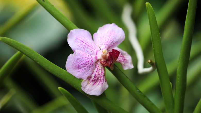 Flower named for Harris blooms