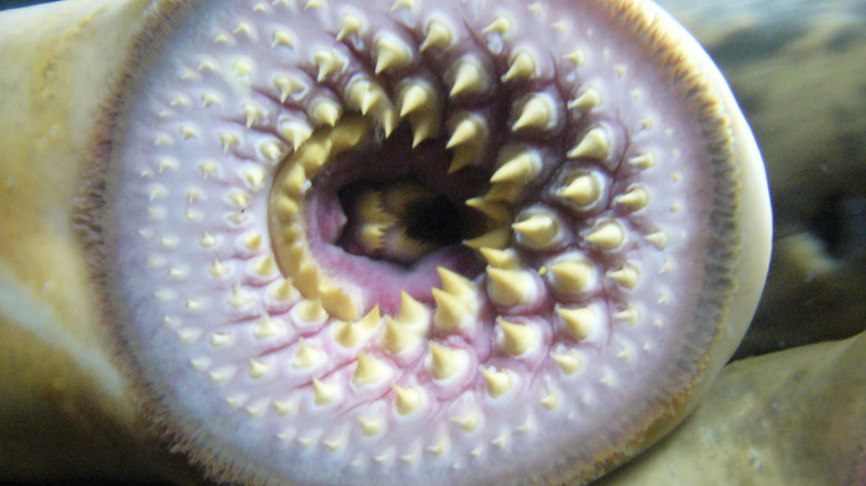 The mouth of a lamprey 