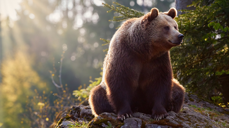 Majestic bear on a rock