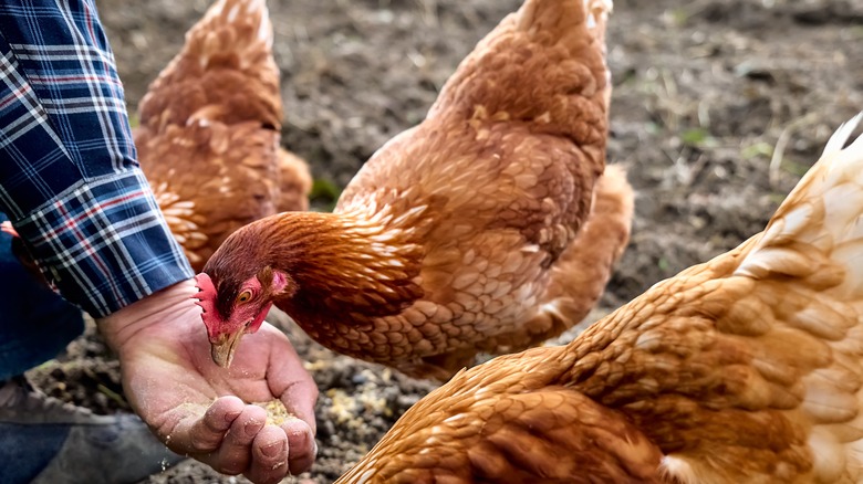 Man feeding chickens 