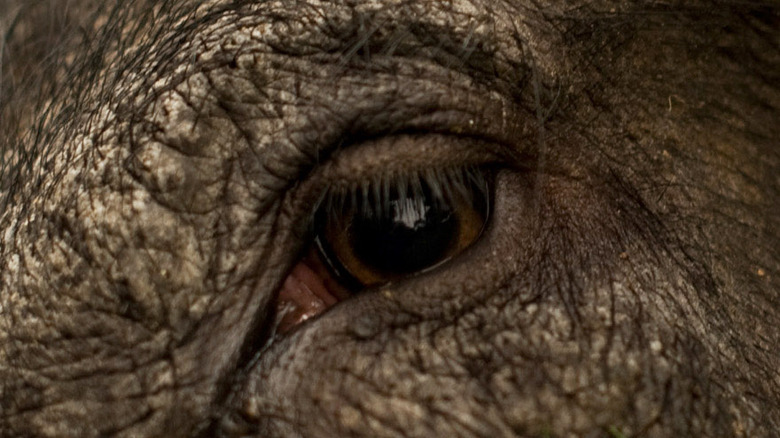Iberian Pig eye