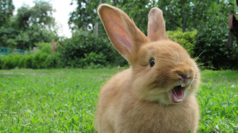 Rabbit on grass