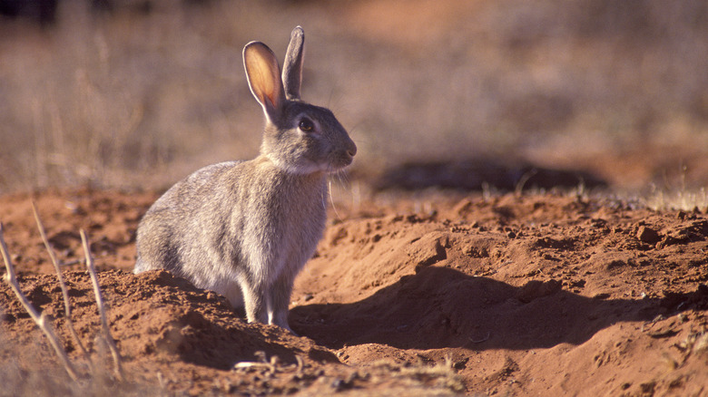 Australian Rabbit