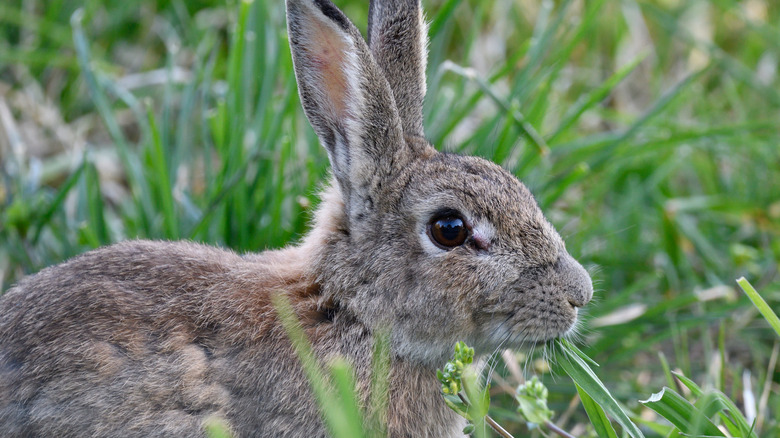 Australian rabbits