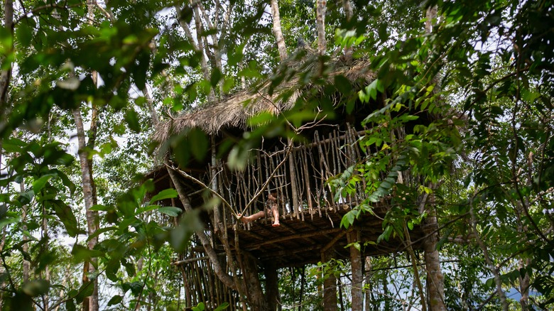 Batang Kali boy in tree house