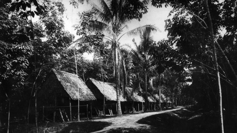 Rubber plantation