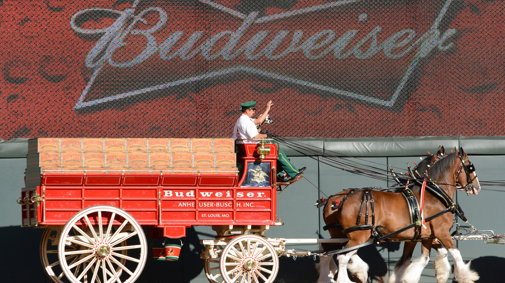 Budweiser Clydesdales pulling a carriage