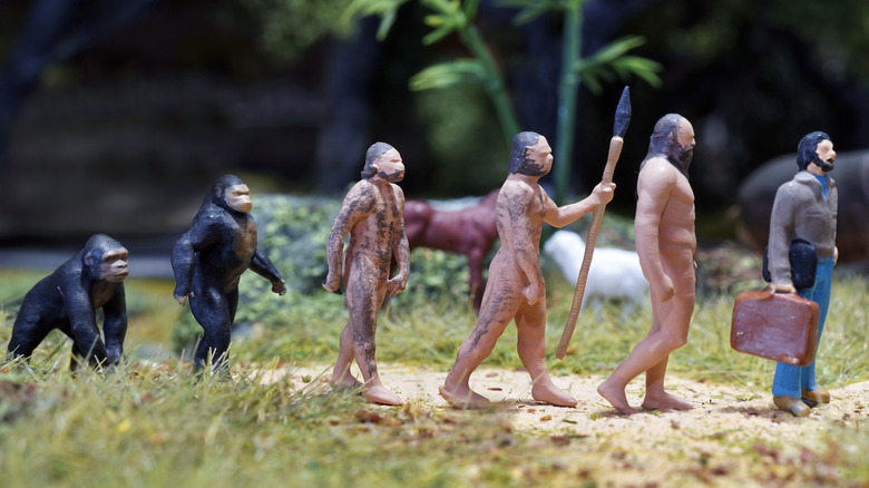 Model of human evolution