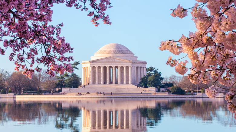 cherry blossom trees at memorial