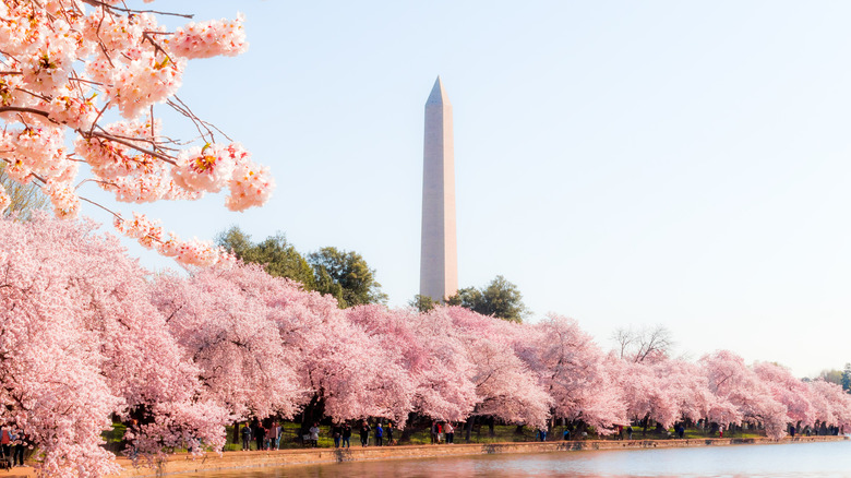 The History Of Washington Dcs Famous Cherry Trees Explained