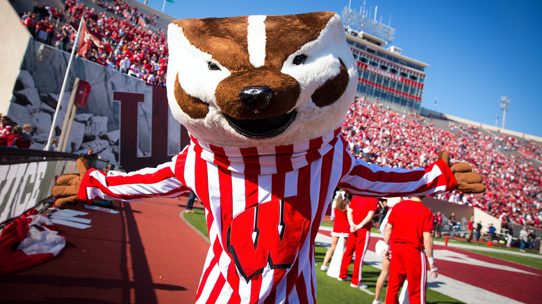 Bucky Badger