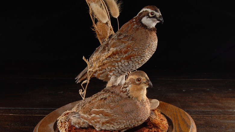 Taxidermied birds 