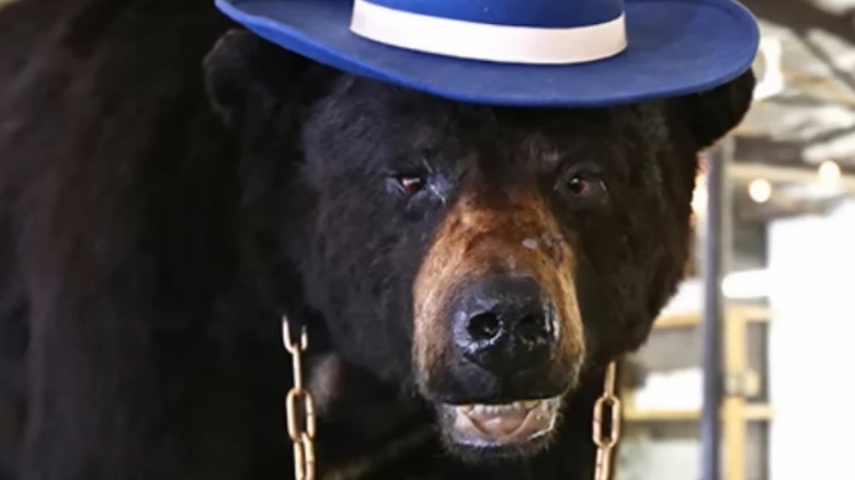 Taxidermized black bear wearing a hat and chain at the Kentucky for Kentucky Fun Mall