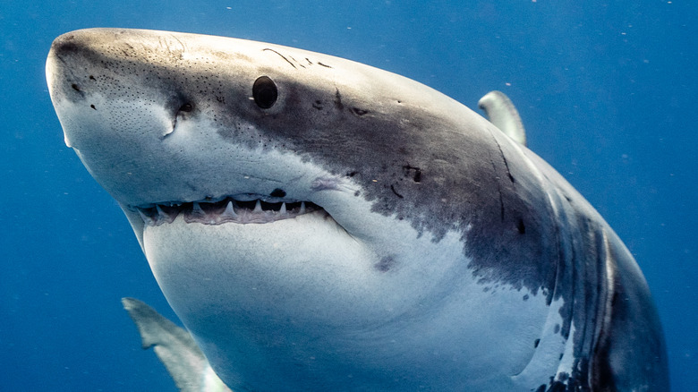 A great white shark swimming