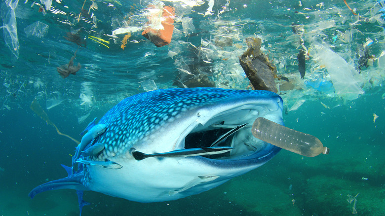 Whale shark eating trash
