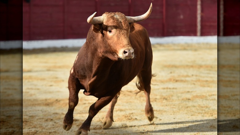 bull running