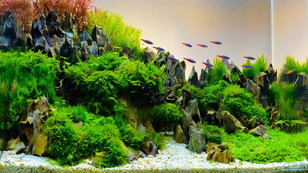 home aquarium 