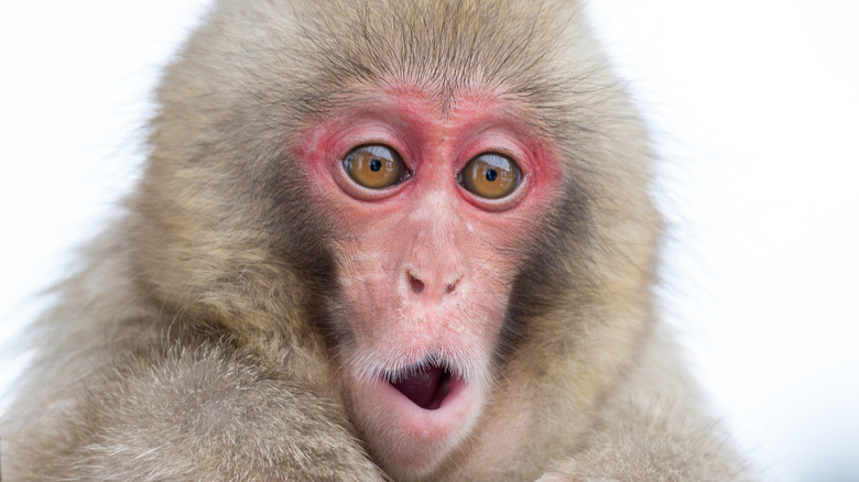 Japanese Macaque