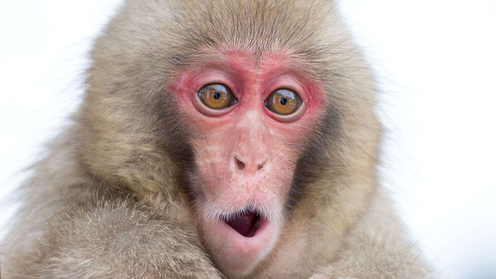 The Japanese Restaurant That Has Monkeys For Waiters