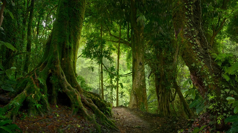 Tropical jungle