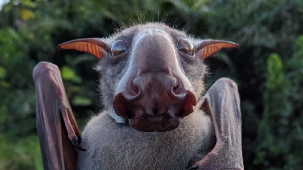 Hammerhead bat