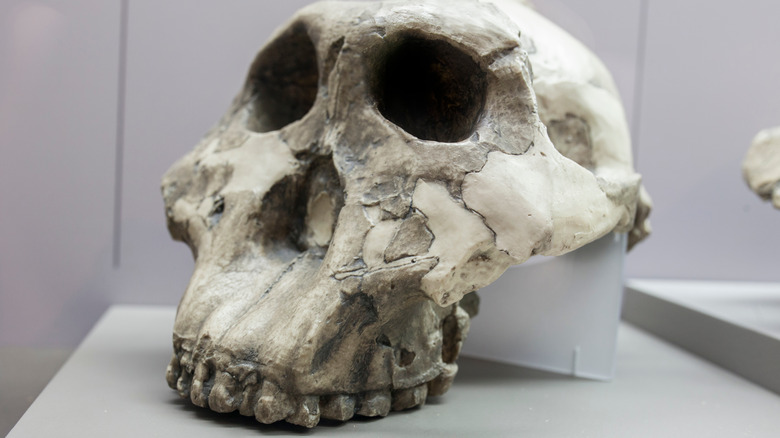 Paranthropus skull