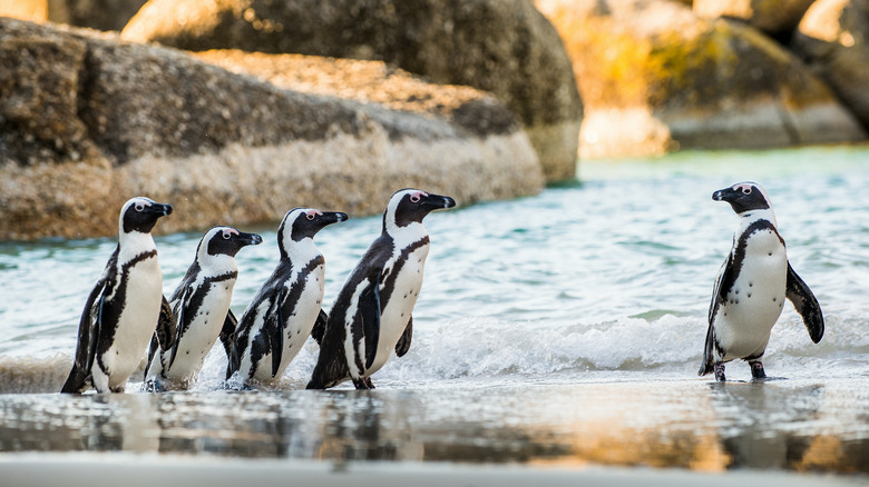African penguins on beach