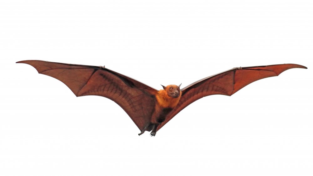 Flying fox