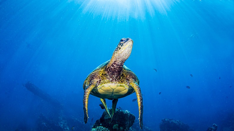 Sea turtle underwater