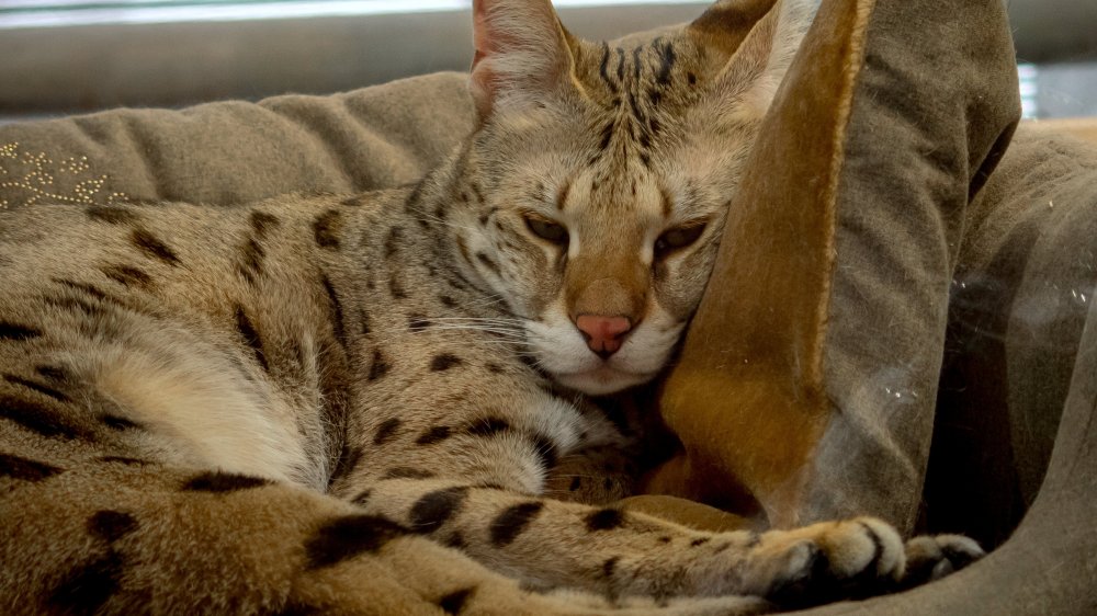 Savannah cat