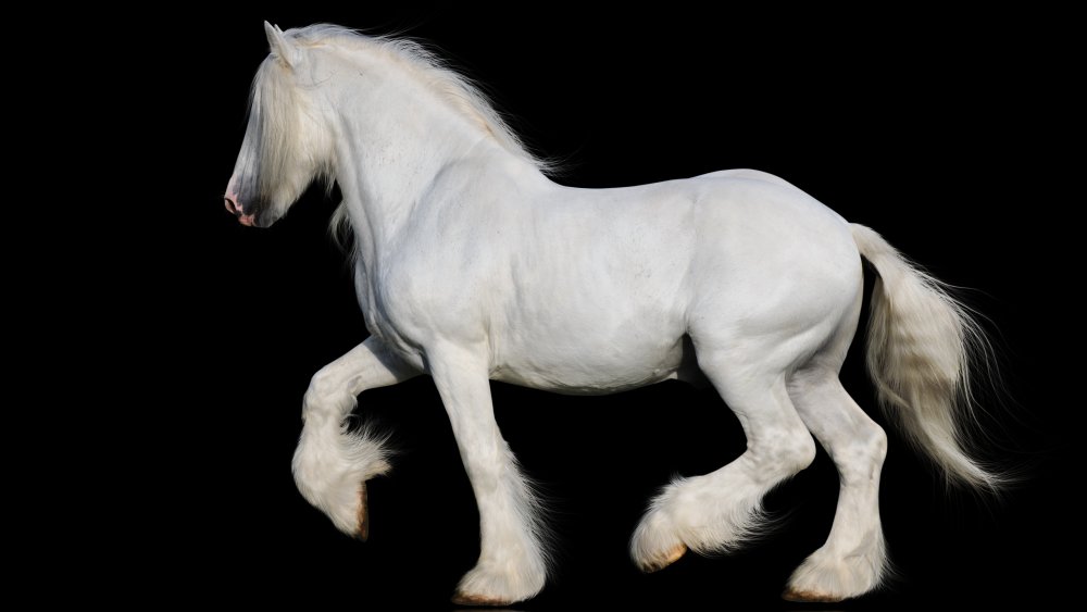Shire Horse, Largest, Biggest