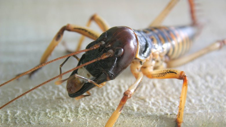 Giant Weta, Largest Insect