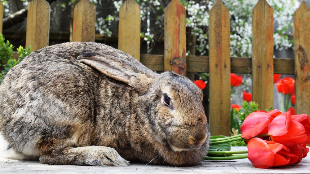 The biggest bunny hot sale in the world