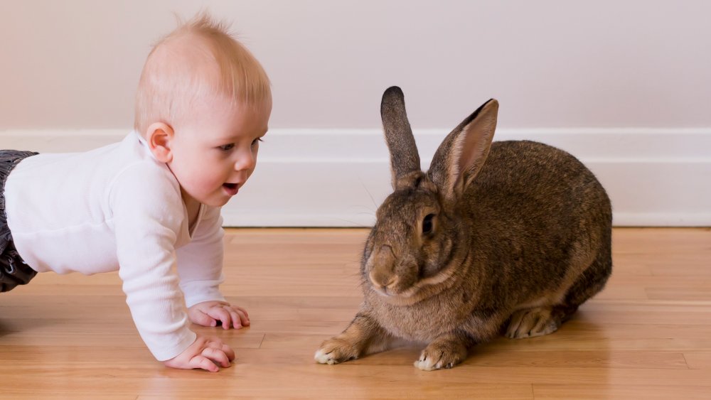 The Largest Rabbit Breed In The World
