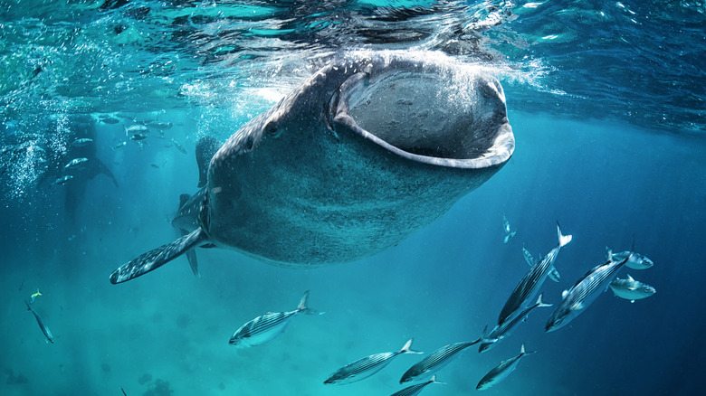 whale shark taking in a gulp of water