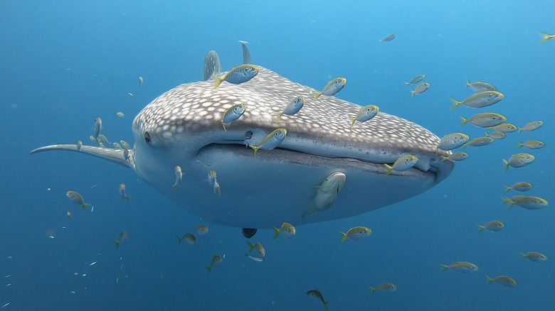 whale shark swimming with small fish