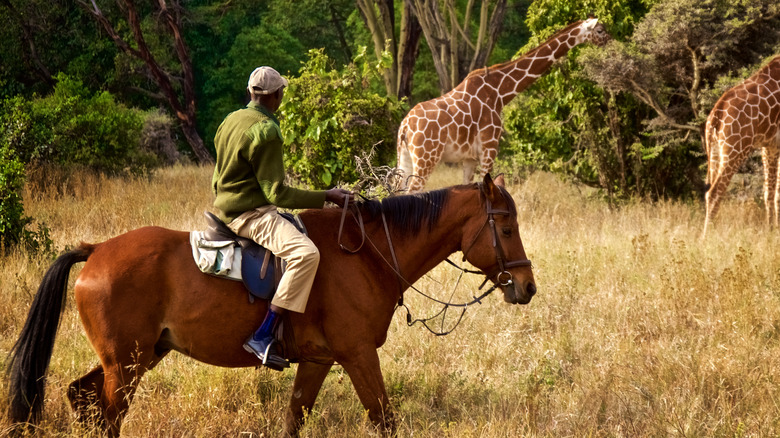 Nambia desert horse