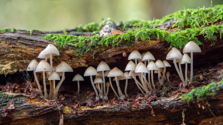 Mushrooms in the forest