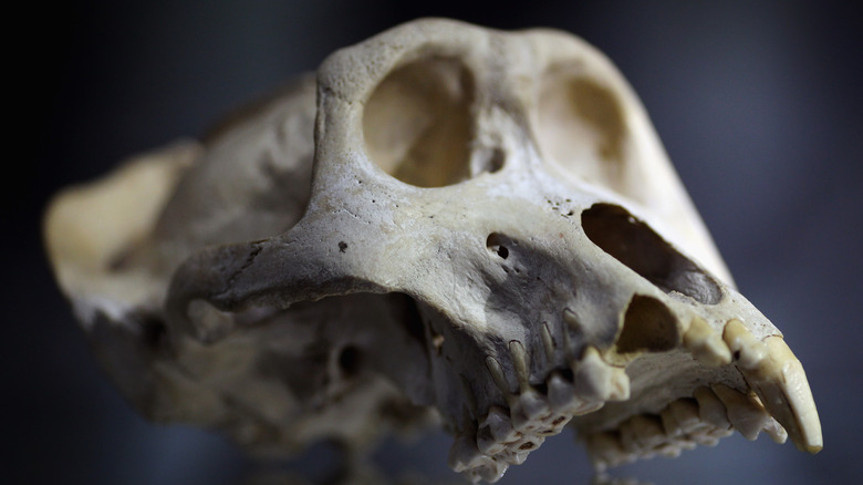 mountain gorilla skull