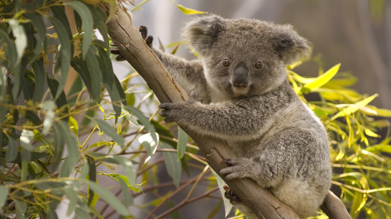 koala in tree