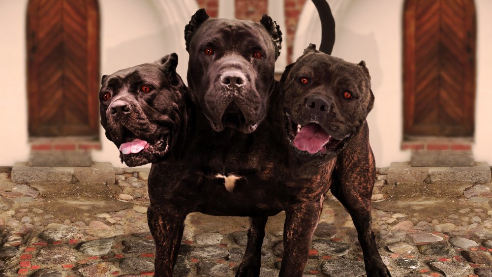 cerberus