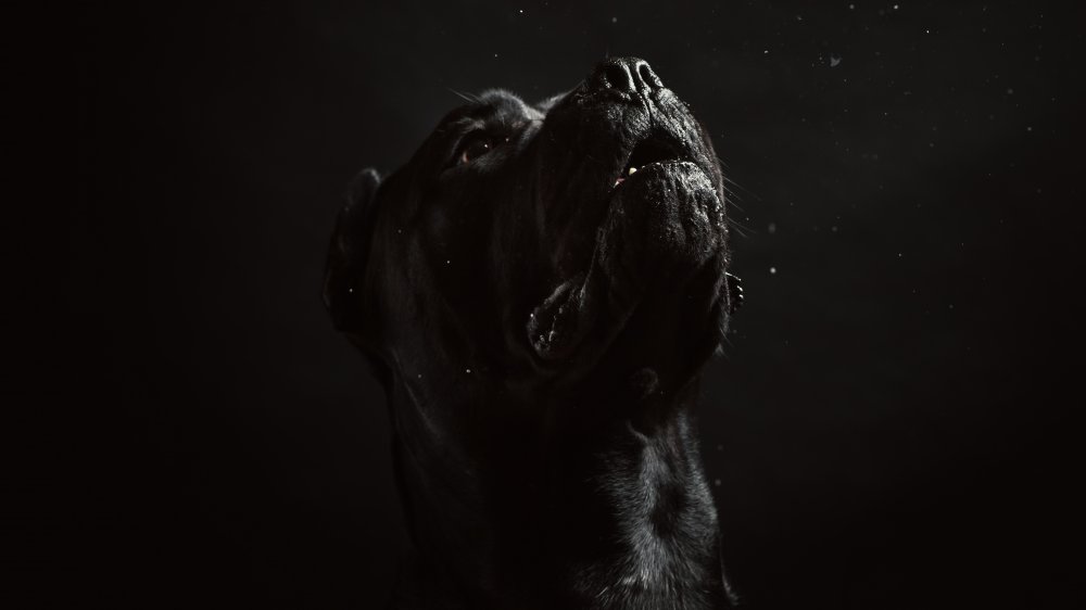 black dog