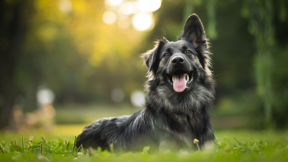 black dog