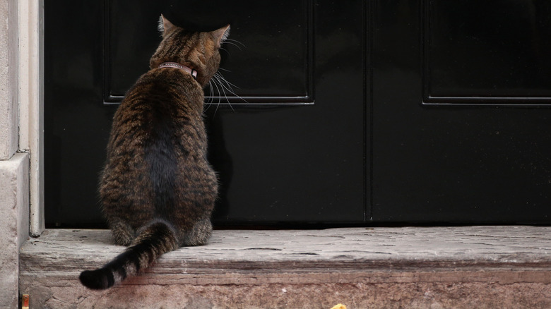 Freya the cat