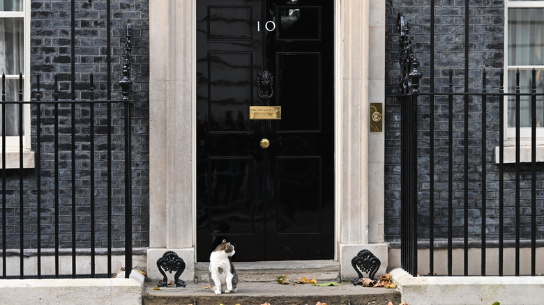 Larry the Cat 10 Downing Street