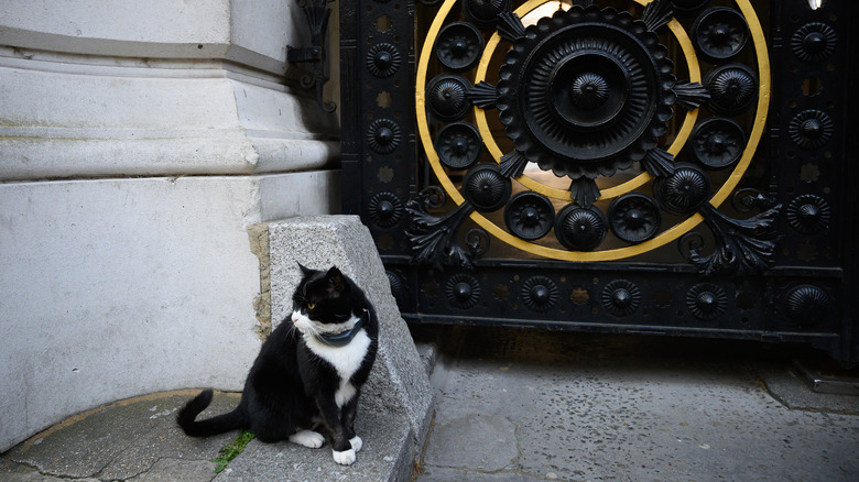 Palmerston the cat