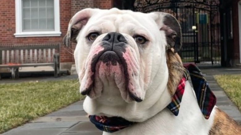 Yale mascot Handsome Dan